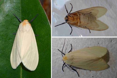 Réf. 220 241 : Pareuchaetes pseudoinsulata
